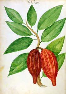 Cacao, de un manuscrito sobre plantas y civilización en las Antillas, c.1686 de Charles Plumier